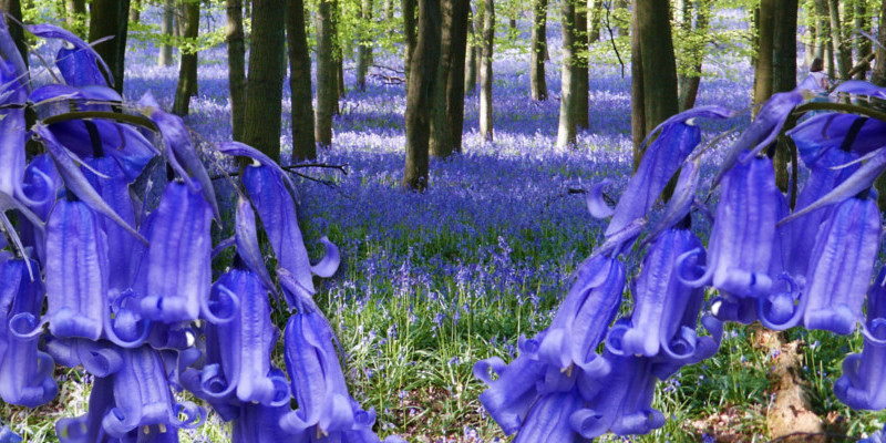 9 Fascinating Facts About Bluebells — England's Favorite Wild Flower